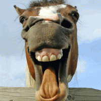 LaughingHorse
