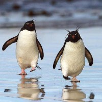 rockhopper-penguins
