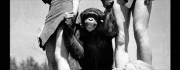 122811chimp 122811chimp