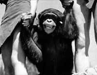 122811chimp
