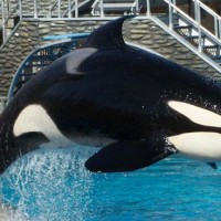 shamu