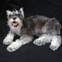 freeze-dried-schnauzer-120301