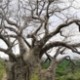 hi-baobab-tree_145x227