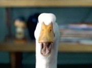 aflac-duck