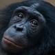 gty_bonobo_empathy_jt_130406_wg