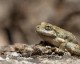 frogmatingcall