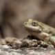 frogmatingcall