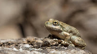 frogmatingcall
